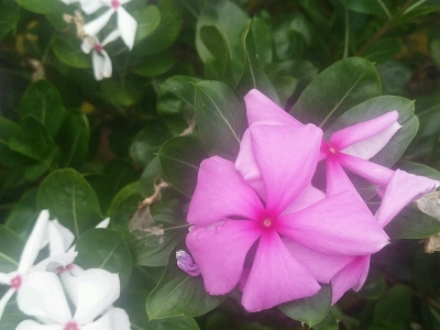 紫茉莉有毒么？