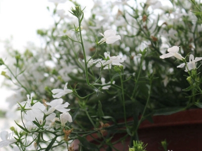 霞草種子去哪購買？