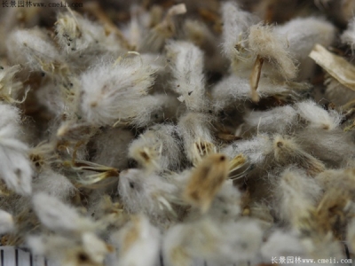 永生菊種子什么時候播種最好？