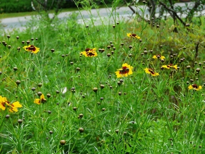 蛇目菊種子的播種量是多少呢？