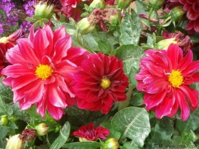 小麗花種子多久發(fā)芽，小麗花種子怎么播種