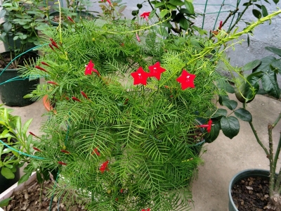 蔦蘿種子應(yīng)該去哪里購(gòu)買(mǎi)？