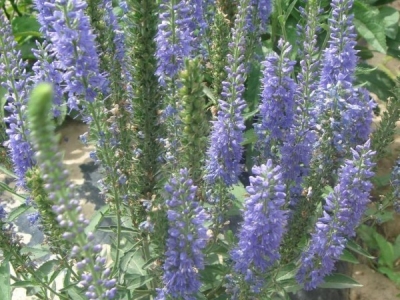 婆婆納種子應(yīng)如何種植？