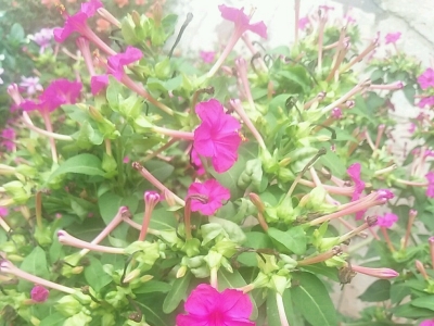 紫茉莉種子真的可以去斑嗎？