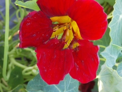 旱金蓮種子怎么種？