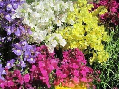 柳穿魚種子幾月播種最好？