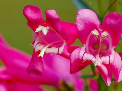 釣鐘柳種子栽培過(guò)程需要注意些什么