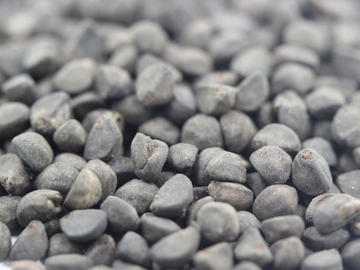 鶯蘿種子幾天發(fā)芽多久開花？