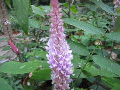 貓尾草種子怎么播種？什么時候播種好？