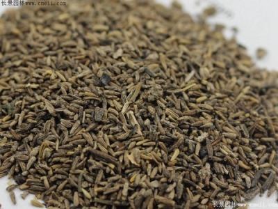 白晶菊種子多久發(fā)芽