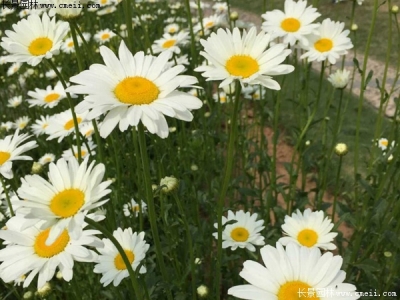 白晶菊種子多少錢一斤？