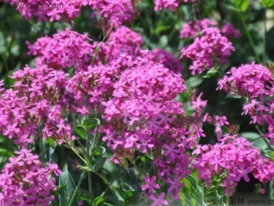 高雪輪種子多少錢一斤