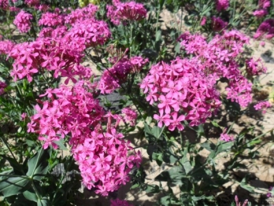 高雪輪種子什么時候播種最佳