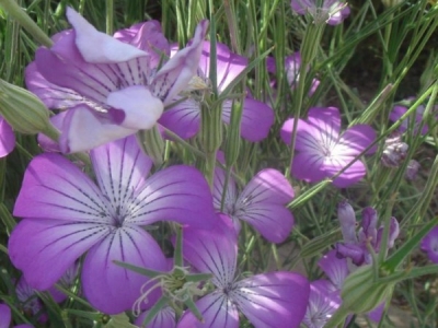 麥仙翁種子多少一斤？