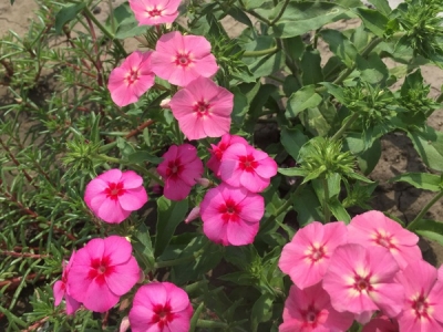 福祿考種子多少錢一斤？