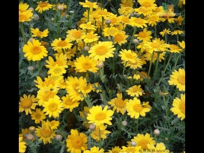 茼蒿菊種子多少錢(qián)一斤？