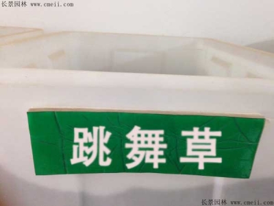 跳舞草種子價格，多少錢一斤？