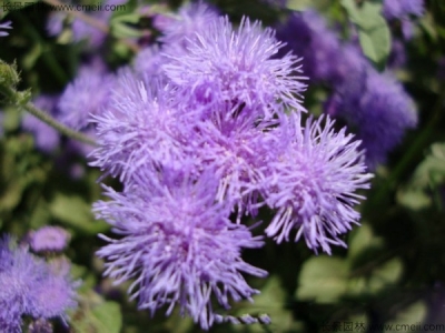 藿香薊種子怎么種？