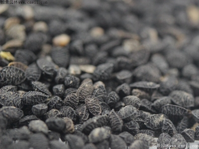 黑種草種子多少錢一斤？