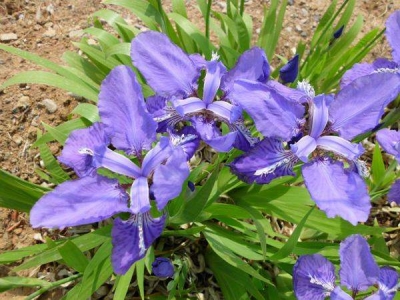 馬蘭花種子多少錢一斤？