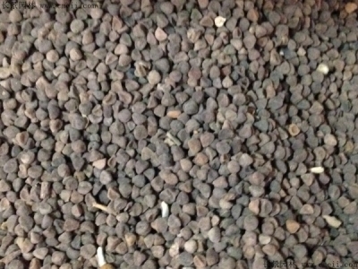 三色旋花種子幾天發(fā)芽？