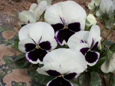 三色旋花種子多少錢一斤？