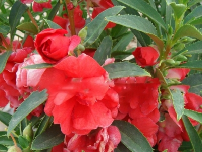 中國鳳仙種子怎么播種？