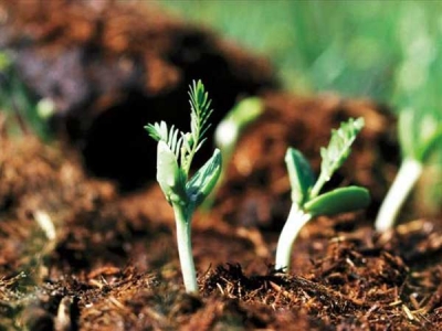 銀合歡種子的種植方法