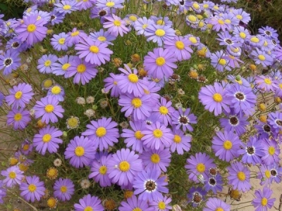 五色菊種子怎么種植？