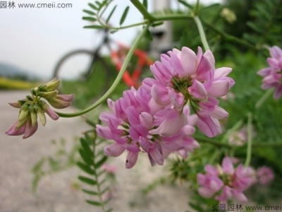 小冠花種子幾月份種植？