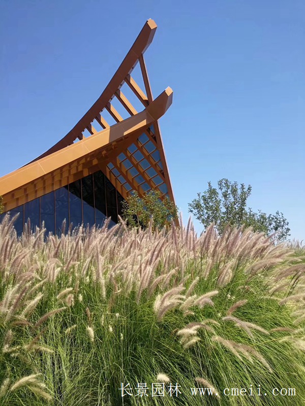 觀(guān)賞狼尾草