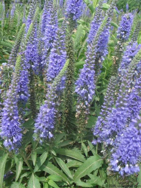 婆婆納種子發(fā)芽出苗開(kāi)花圖片