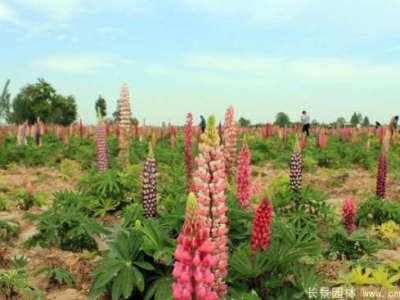 羽扇豆種子什么時(shí)候播種