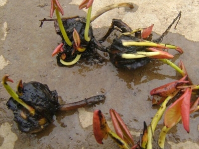 睡蓮種子多少錢一斤？