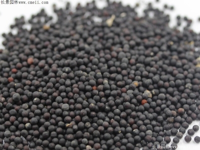 霞草種子幾天發(fā)芽？