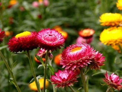 到哪里可以購(gòu)買(mǎi)到麥稈菊種子