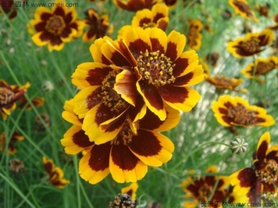 蛇目菊種子如何養(yǎng)護？