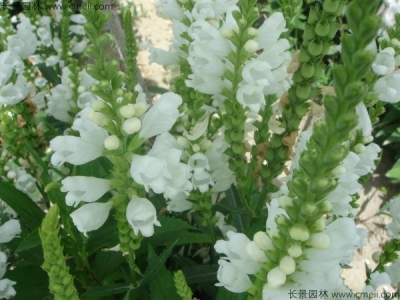 假龍頭種子多少錢(qián)一斤？