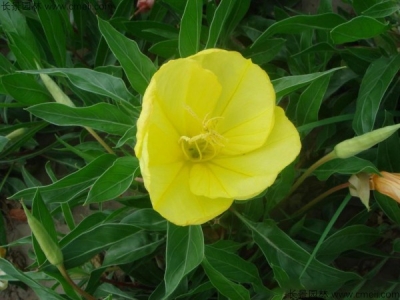 夜來香種子幾天發(fā)芽