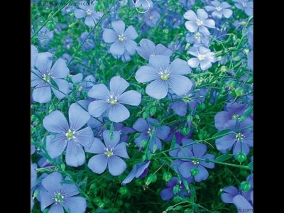 藍(lán)花亞麻種子多少錢(qián)一斤