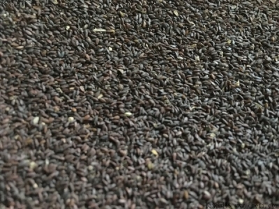 到哪里可以購買跳舞草種子