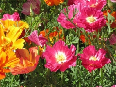 花菱草種子在種植后幾天發(fā)芽？