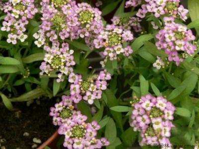 香雪球種子在播種幾天發(fā)芽？