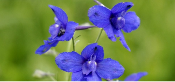 1628064796514604.jpg image.jpg