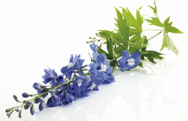 1628064815209397.jpg image.jpg