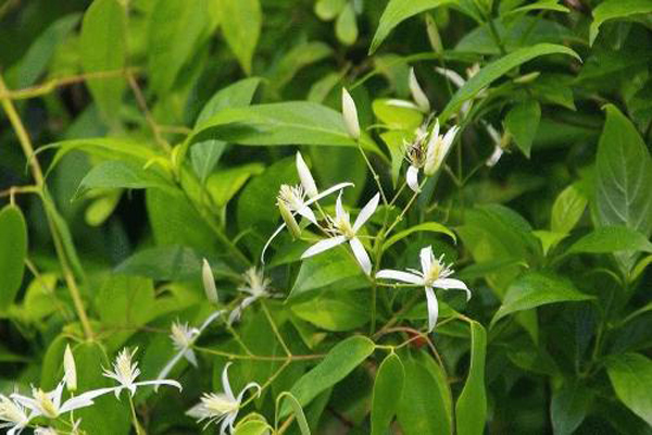 1628479860351082.jpeg 甘草1.jpeg