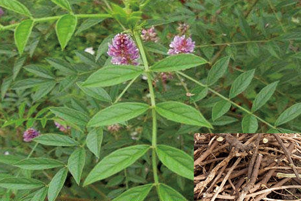 1628479875412135.jpeg 甘草3.jpeg