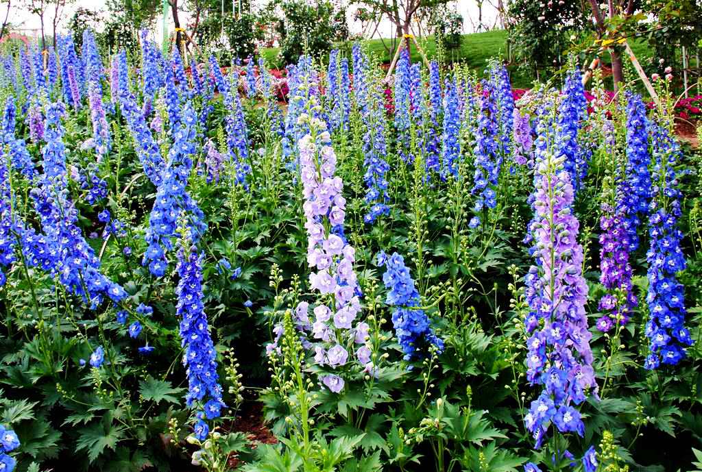 1629209576819154.jpg 1629209576819154.jpg