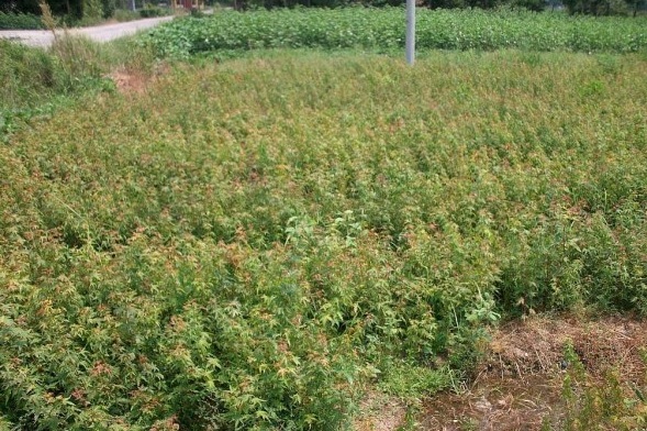 1629266607486867.jpg image.jpg