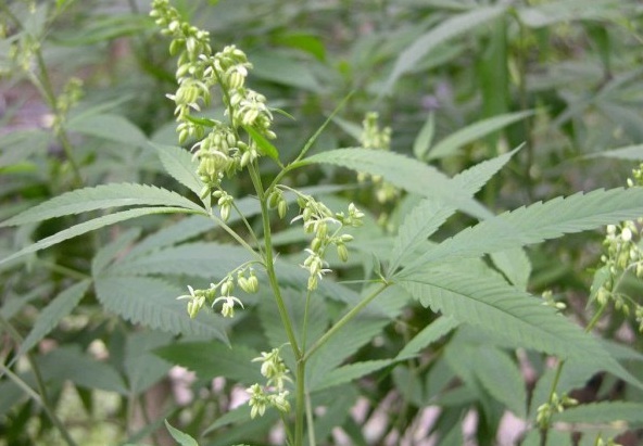 1629348804640663.jpg image.jpg